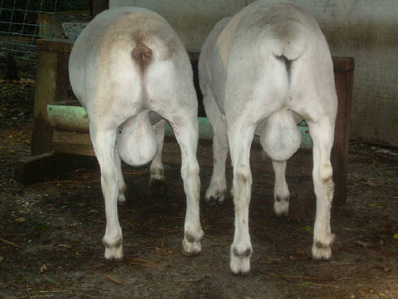 sheep091507038.jpg