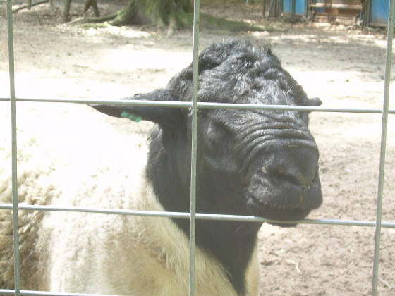 sheepsoccer092207034.jpg