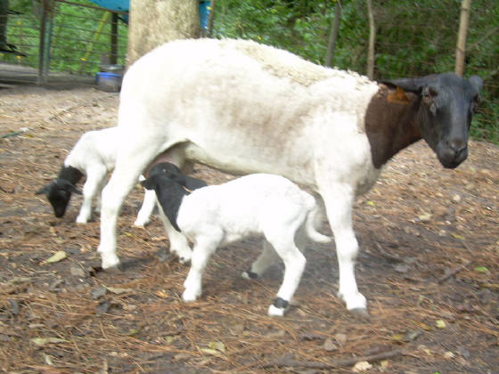 sheepsoccer092207052.jpg